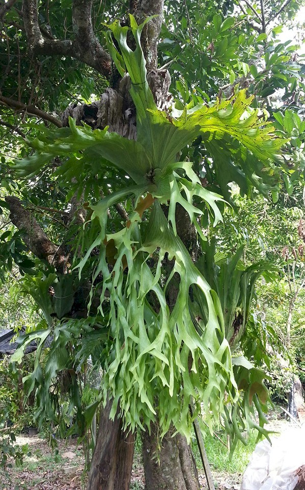 Platycerium Holttumii